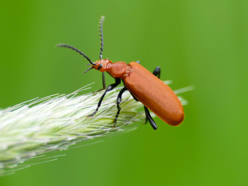Pyrochroa serraticornis - közép-bíborbogár