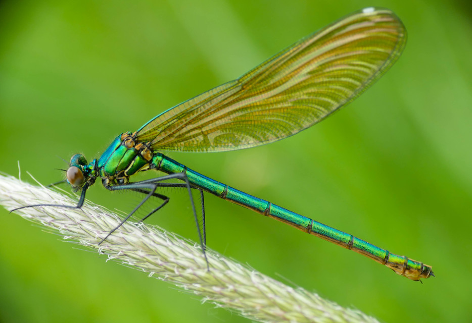 Calopteryx splendens - sávos szitakötő