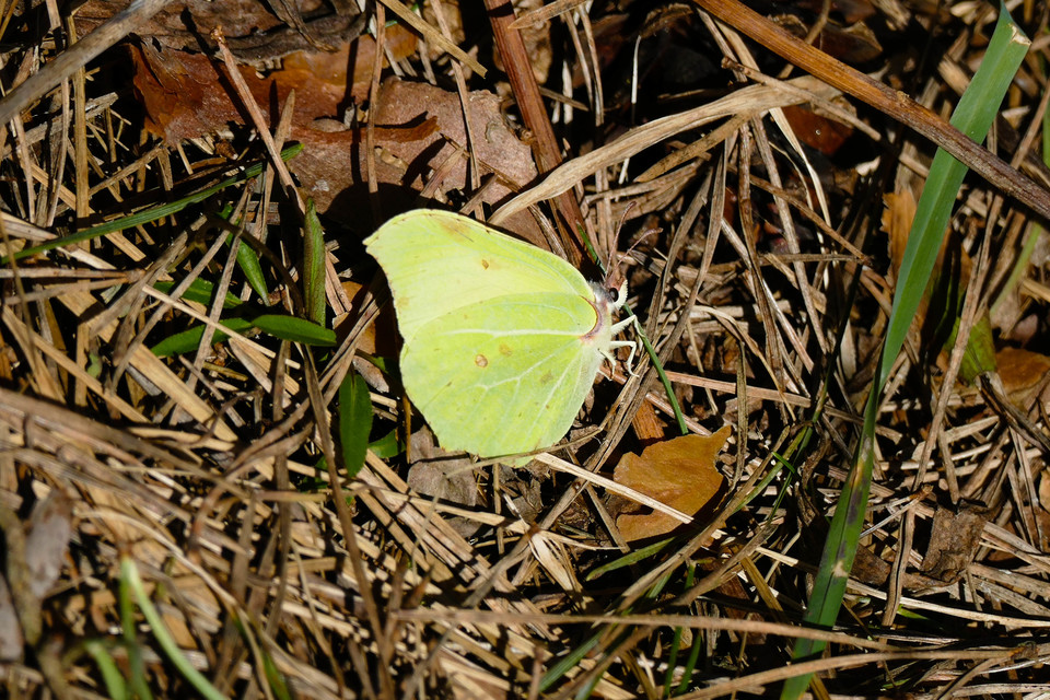 Gonepteryx rhamni - citromlepke