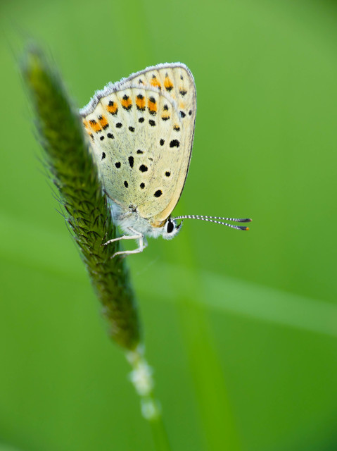 Lycaena tityrus - barna tűzlepke