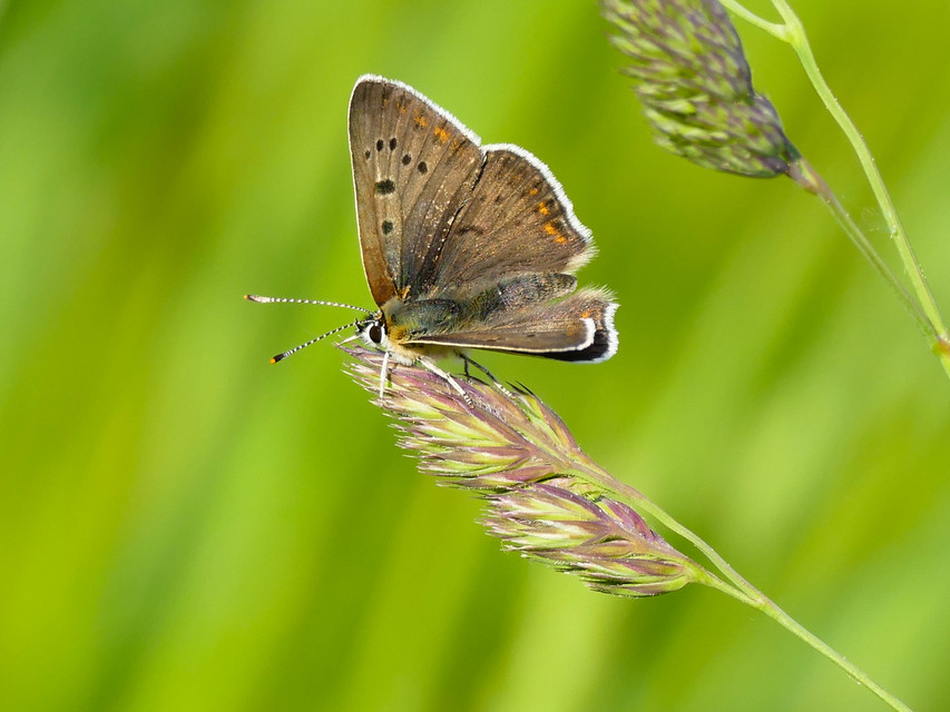 Lycaena tityrus - barna tűzlepke