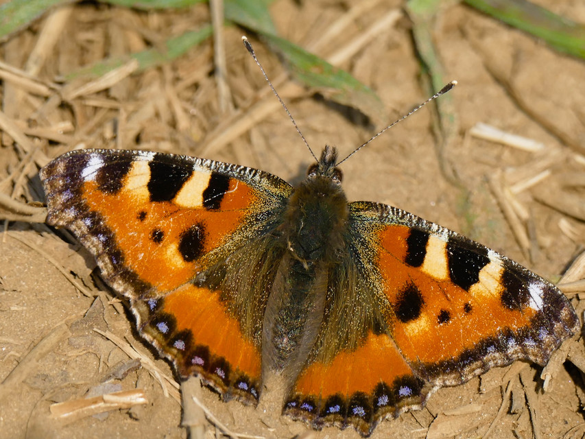 Nymphalis urticae - kis rókalepke