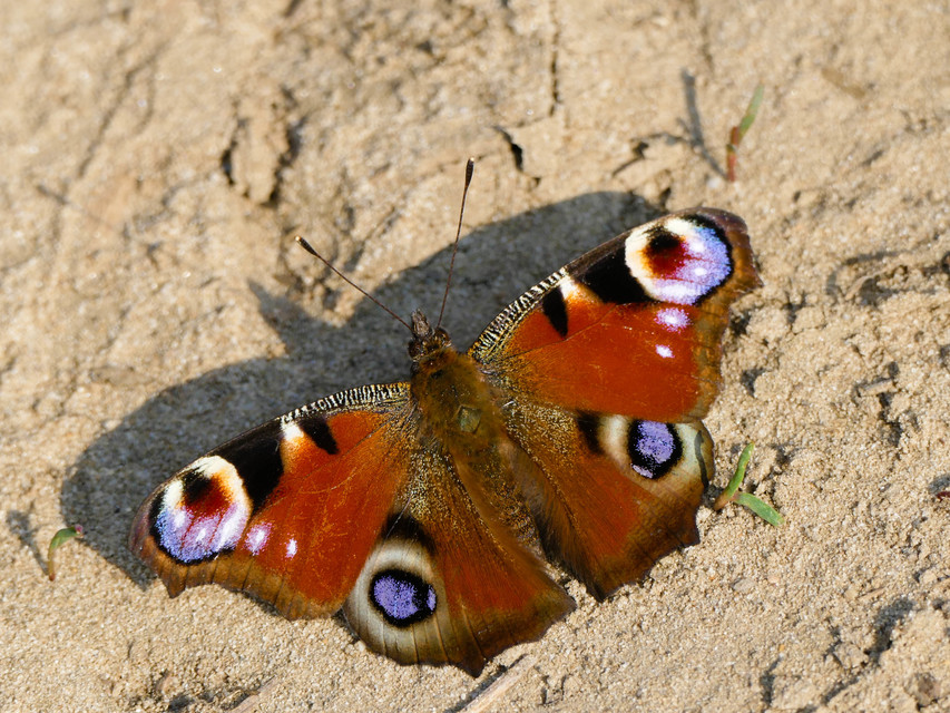 Nymphalis io - nappali pávaszem