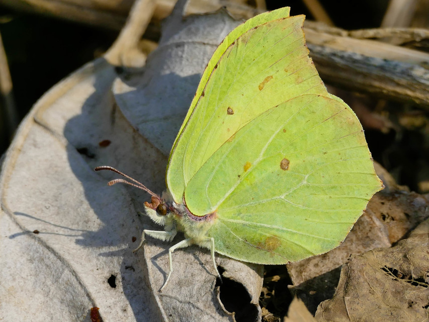 Gonepteryx rhamni - citromlepke