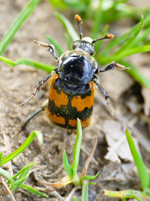 Nicrophorus vespillo - közönséges temetőbogár
