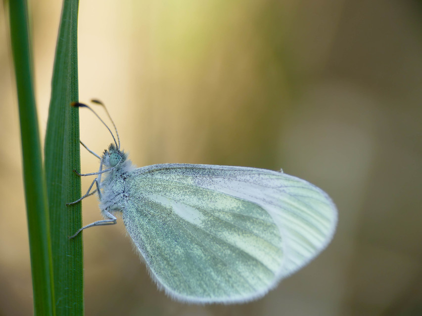 Leptidea sinapis/juvernica