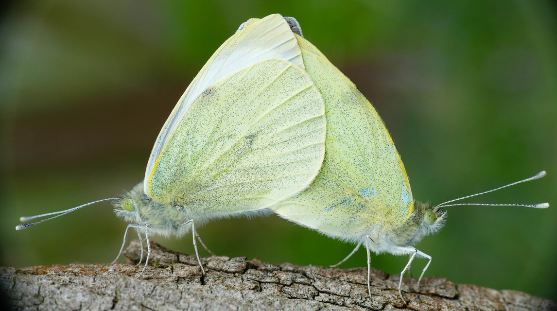Pieris rapae - répalepke