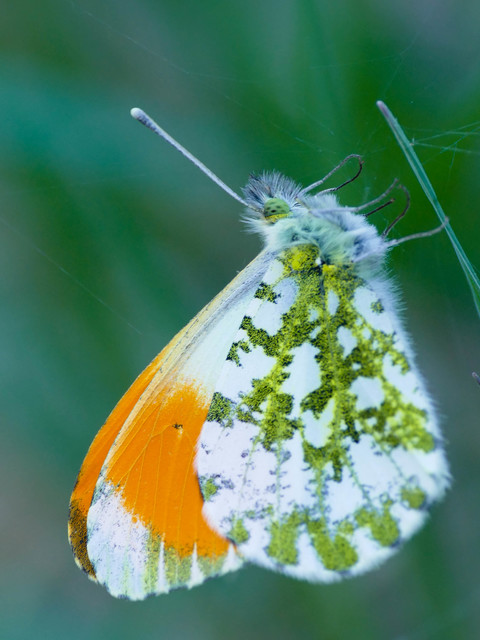 Anthocharis cardamines - hajnalpírlepke