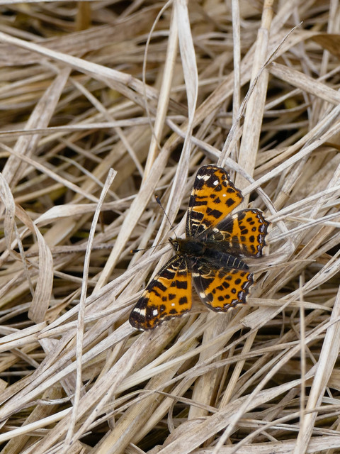 Araschnia levana - pókhálós lepke