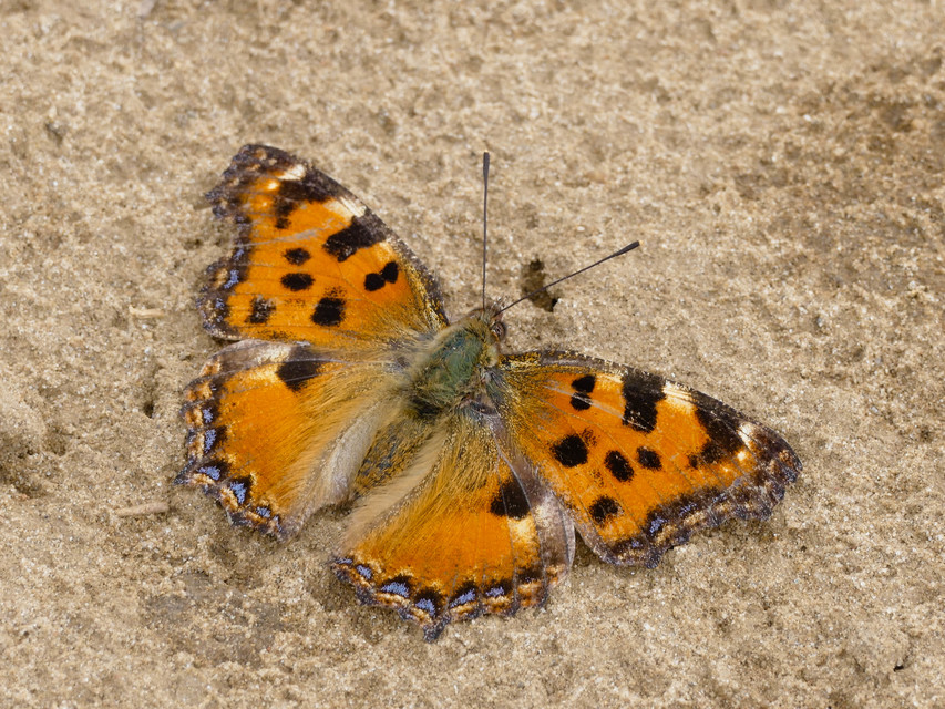 Nymphalis polychloros - nagy rókalepke