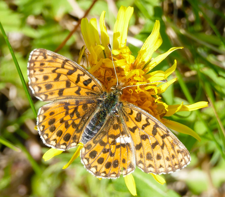 Boloria dia - kis gyöngyházlepke
