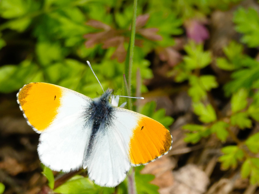 Anthocharis cardamines - hajnalpírlepke
