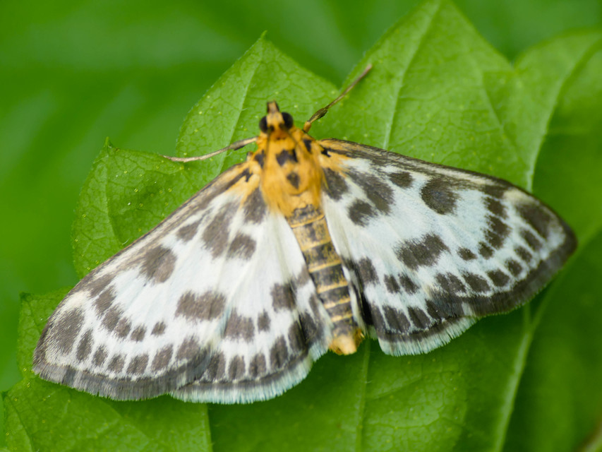Anania hortulata - tarka csalánmoly