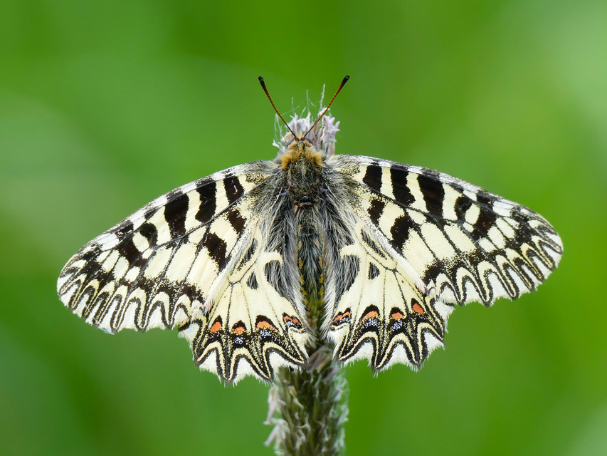Zerynthia polyxena - farkasalmalepke