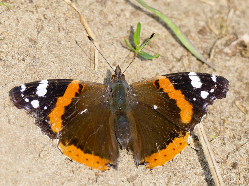 Vanessa atalanta - atalantalepke
