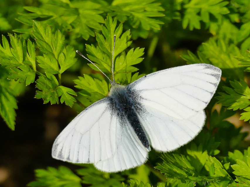 Pieris napi - repcelepke