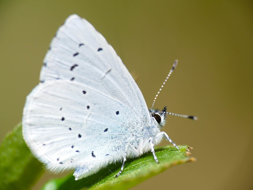 Celastrina argiolus - bengeboglárka