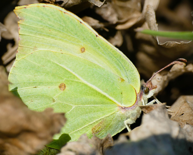 Gonepteryx rhamni - citromlepke