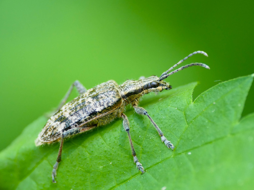 Rhagium inquisitor - fenyves-tövisescincér
