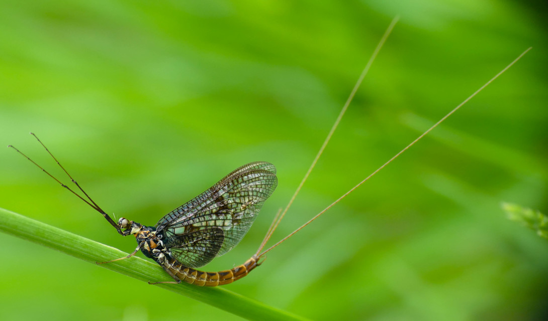 Ephemera vulgata - közönséges tarkakérész