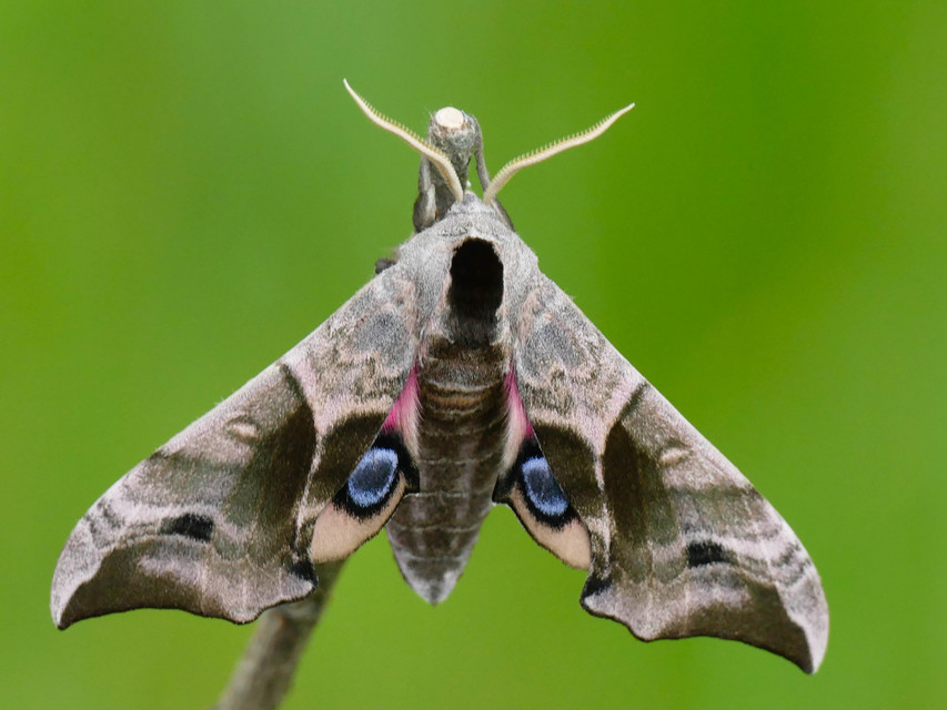 Smerinthus ocellatus - esti pávaszem