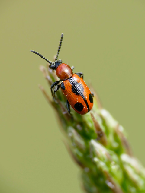 Crioceris quinquepunctata - ötpontos spárgabogár