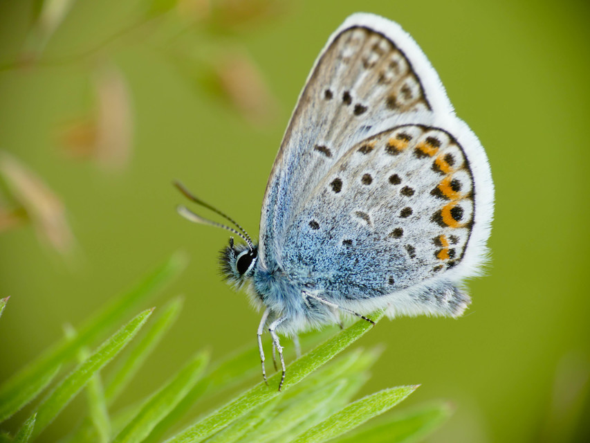 Plebejus argus - ezüstös boglárka