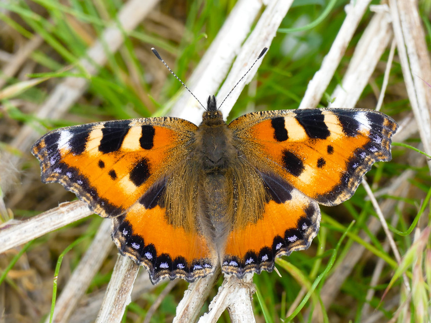 Nymphalis urticae - kis rókalepke
