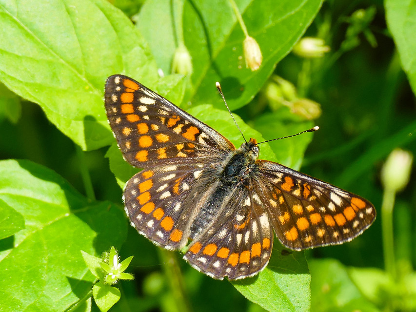 Euphydryas maturna - díszes tarkalepke