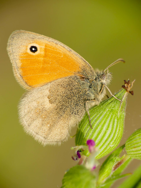 Coenonympha pamphilus - kis szénalepke