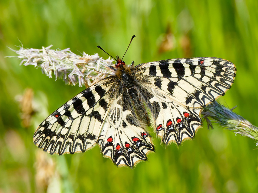 Zerynthia polyxena - farkasalmalepke