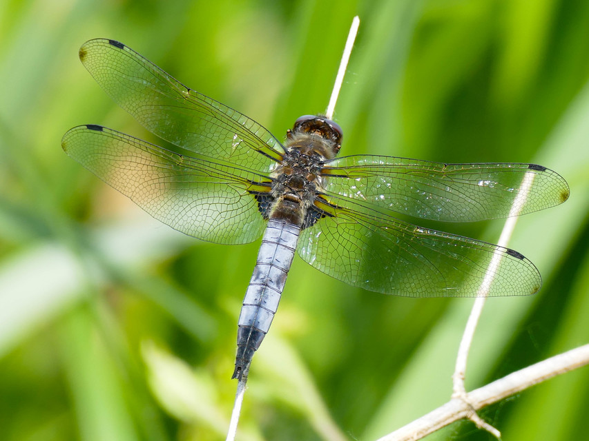 Libellula fulva - kisfoltos laposacsa