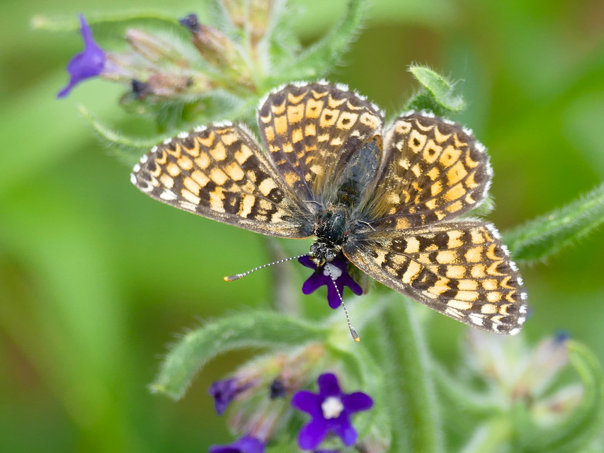 Melitaea cinxia - réti tarkalepke