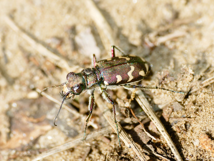 Cicindela soluta pannonica - pannon homokfutrinka