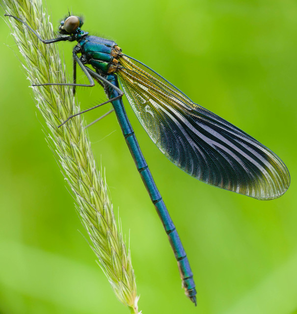 Calopteryx splendens - sávos szitakötő
