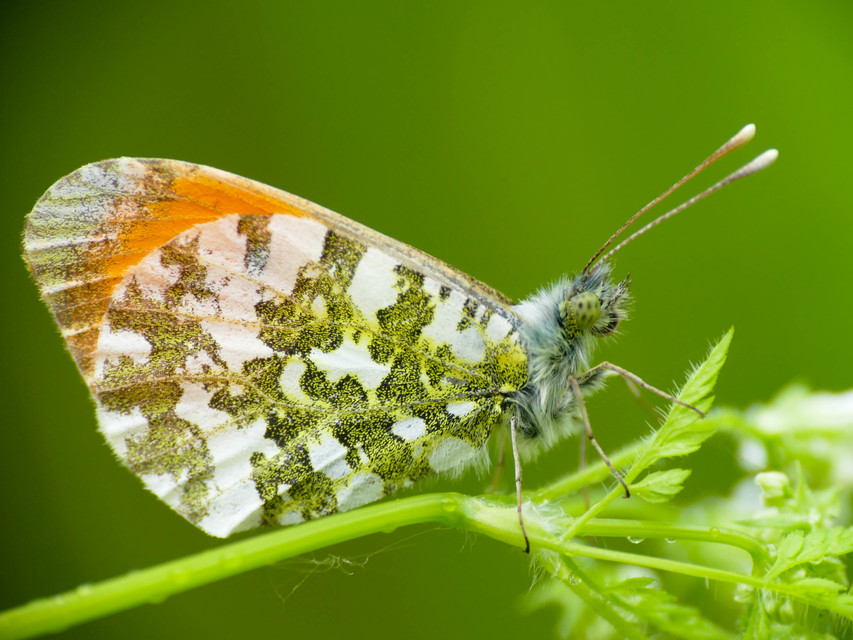 Anthocharis cardamines - hajnalpírlepke