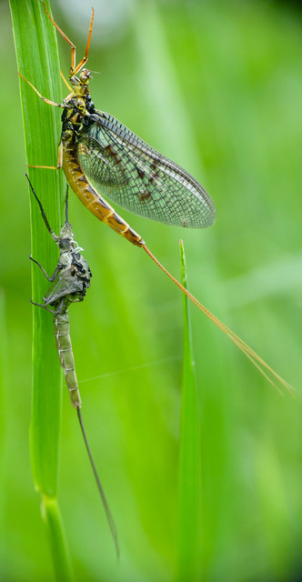 Ephemera vulgata - közönséges tarkakérész