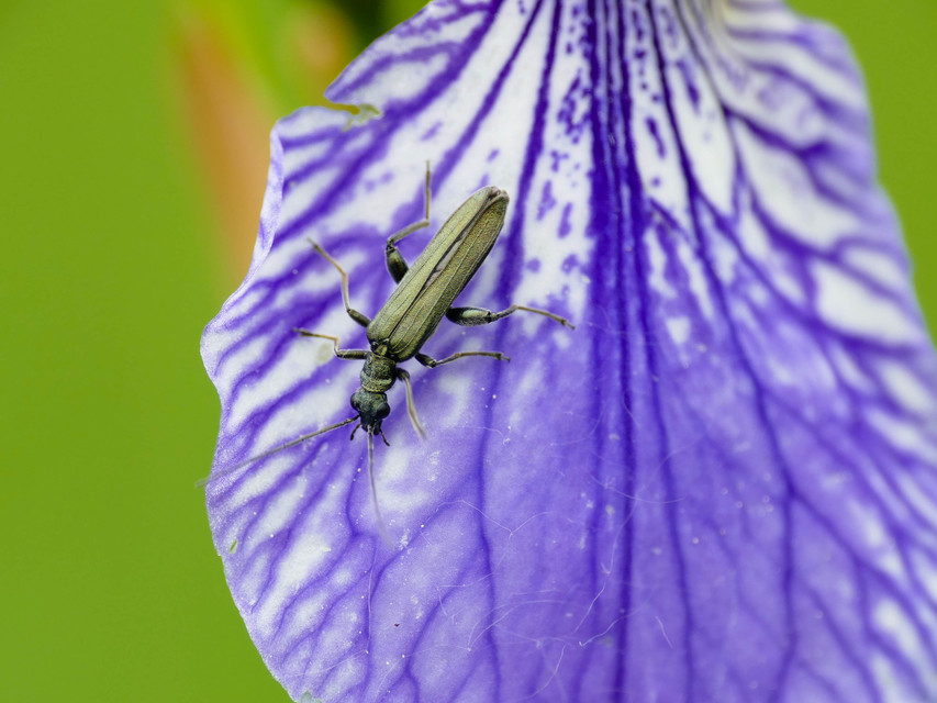 Oedemera