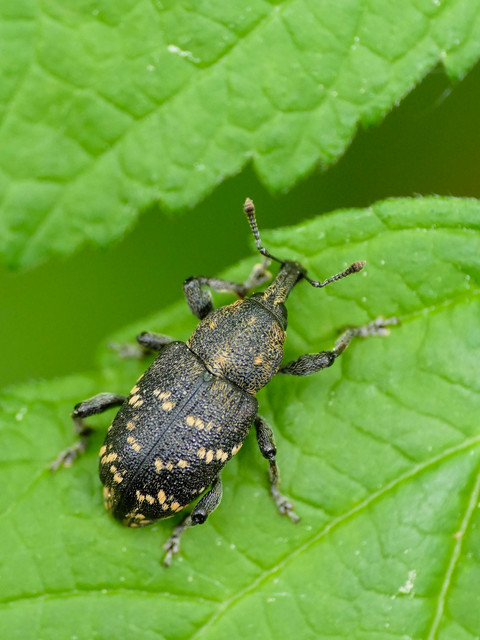 Hylobius abietis - nagy fenyvesormányos