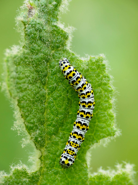 Shargacucullia gozmanyi/scrophulariae/verbasci