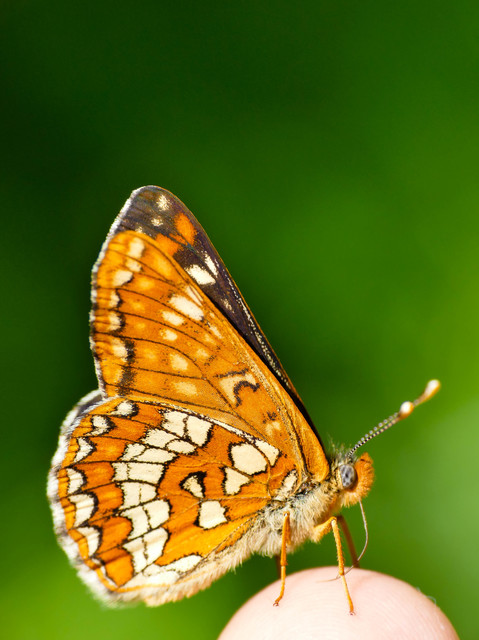 Euphydryas maturna - díszes tarkalepke