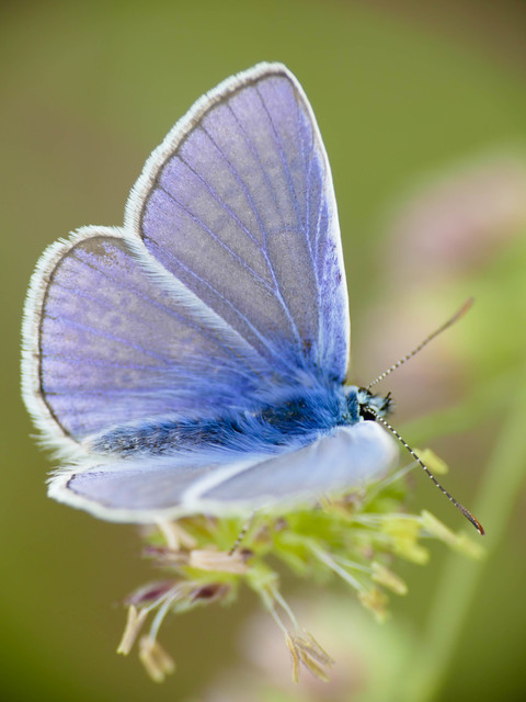 Polyommatus icarus - közönséges boglárka