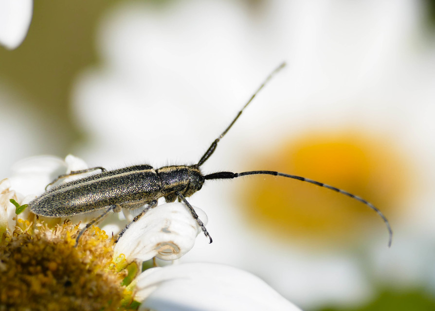 Agapanthia cardui - sávos bogáncscincér