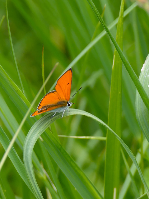 Lycaena dispar rutilus - nagy tűzlepke