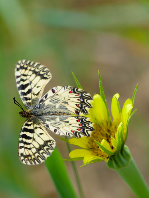Zerynthia polyxena - farkasalmalepke