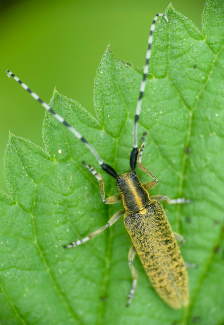 Agapanthia villosoviridescens - fehérgyűrűs bogáncscincér
