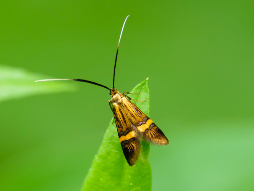 Nemophora degeerella - pompás tőrösmoly
