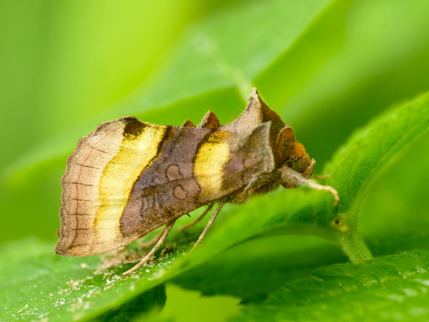 Diachrysia chrysitis - aranybagoly