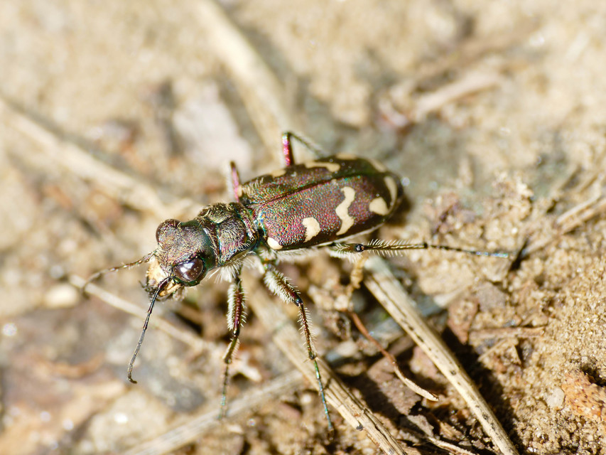 Cicindela soluta pannonica - pannon homokfutrinka