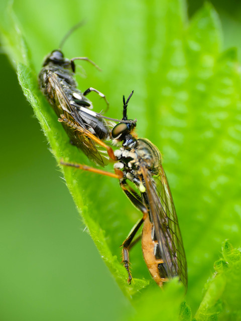 Dioctria rufipes
